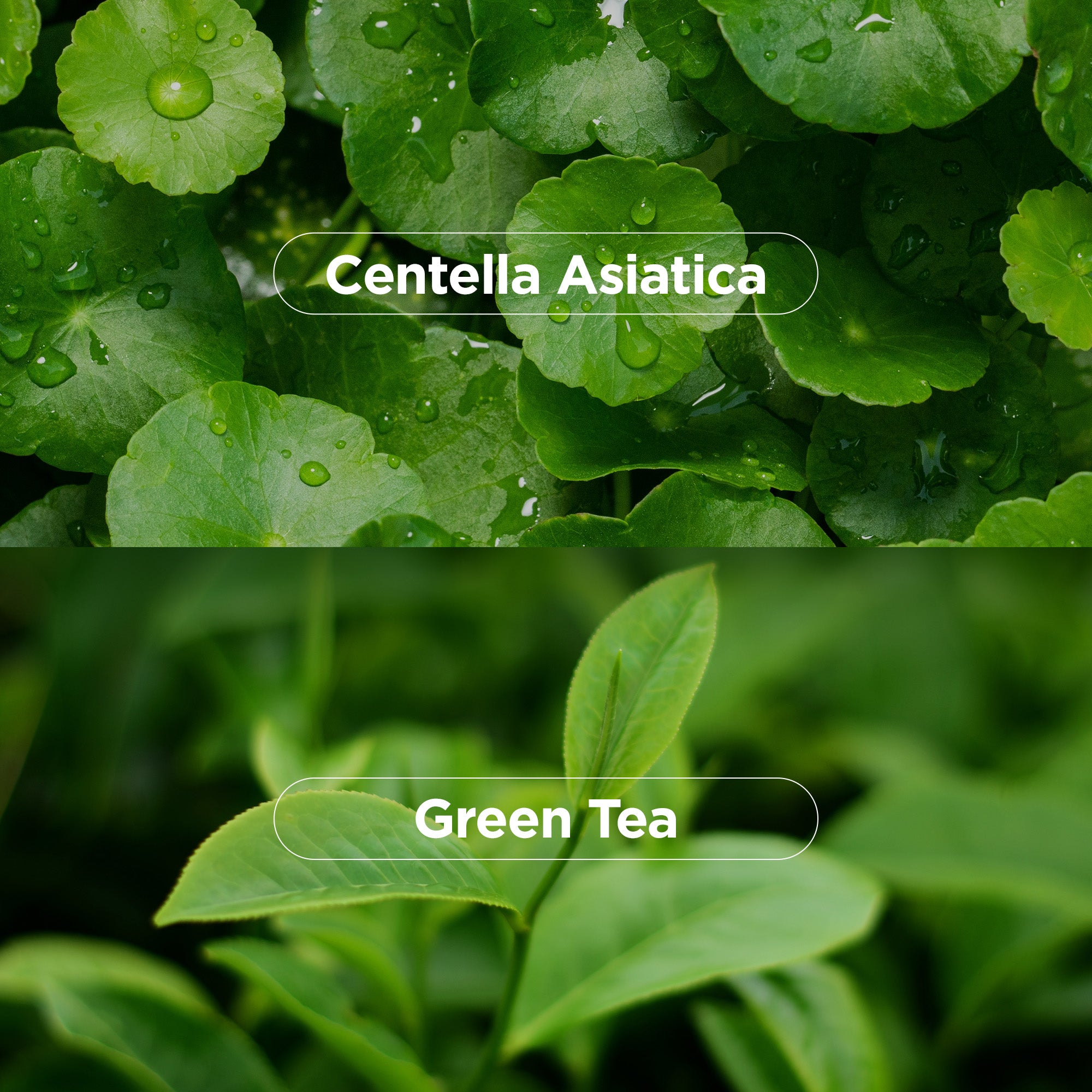 NEOGEN DERMALOGY Bio-Peel Gauze Peeling Green Tea 2.48 oz / 76ml (8 Pads)