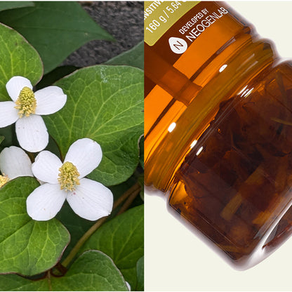 [Value Set] Sur.medic Azulene Soothing Peptide Ampoule + Neogen Dermalogy Real Fresh Foam Heartleaf