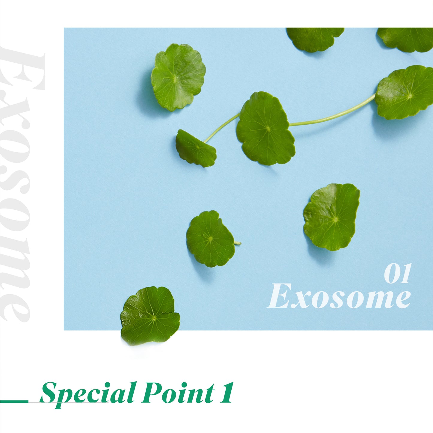 High G EXOSOME Mask (39g) 5 sheets