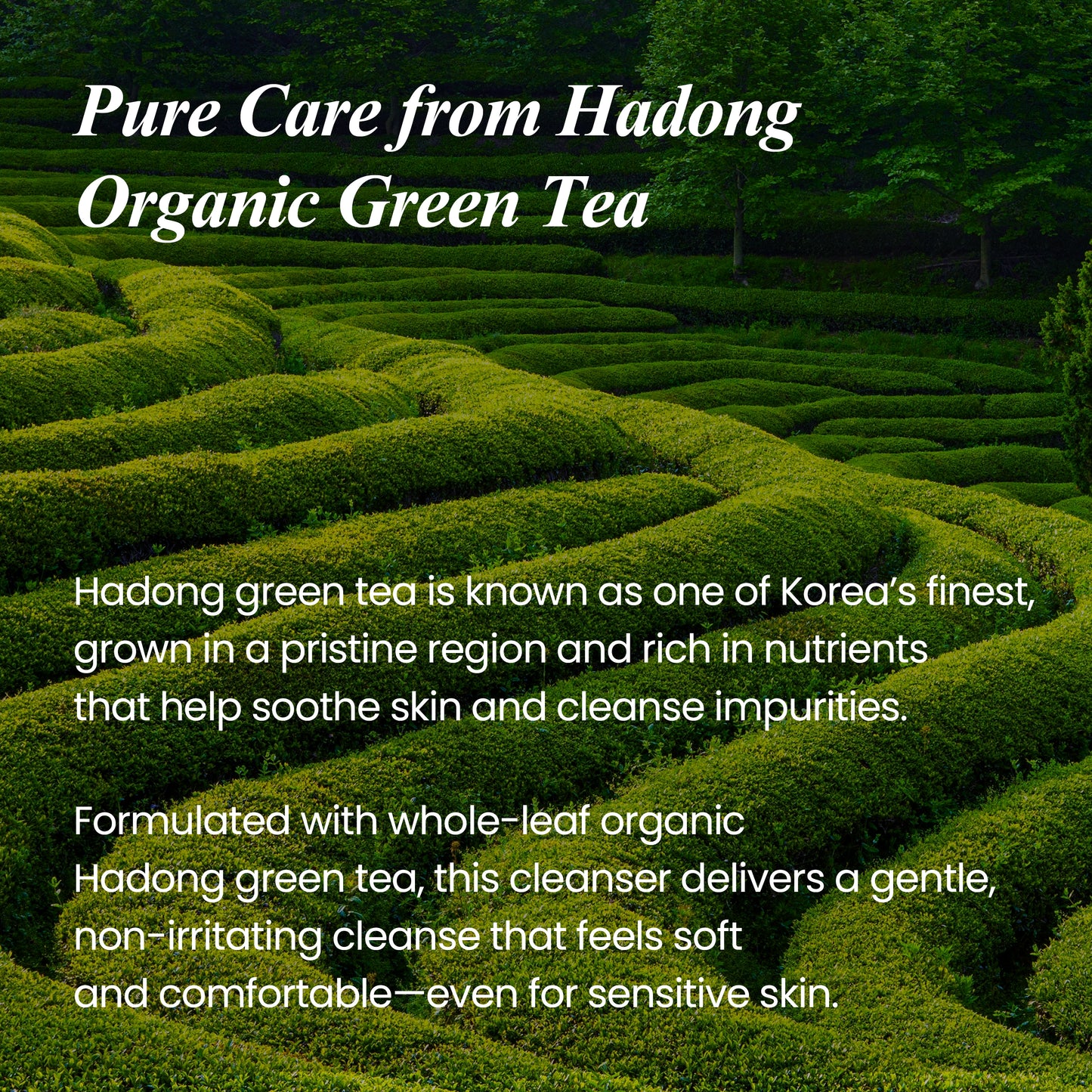 REAL FRESH CLEANSING OIL GREEN TEA